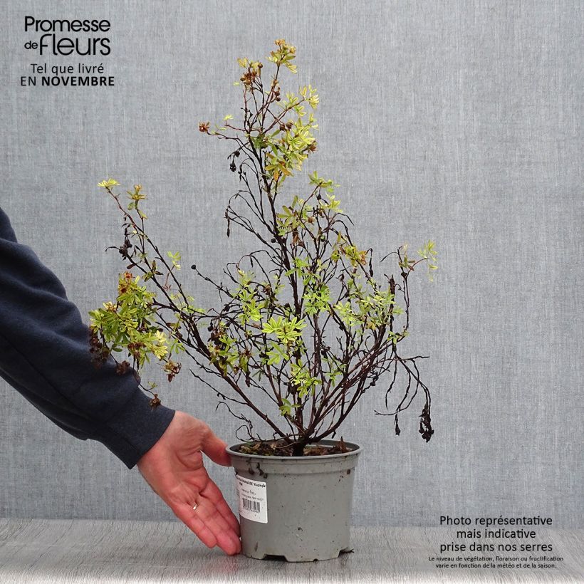 Potentilla fruticosa Pink Paradise en pot de 2L/3L. sample as delivered in autumn