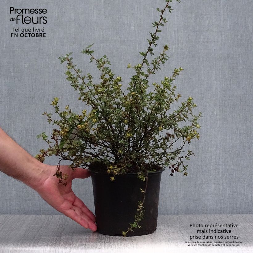 Potentilla fruticosa Primrose Beauty Pot de 2L/3L sample as delivered in autumn