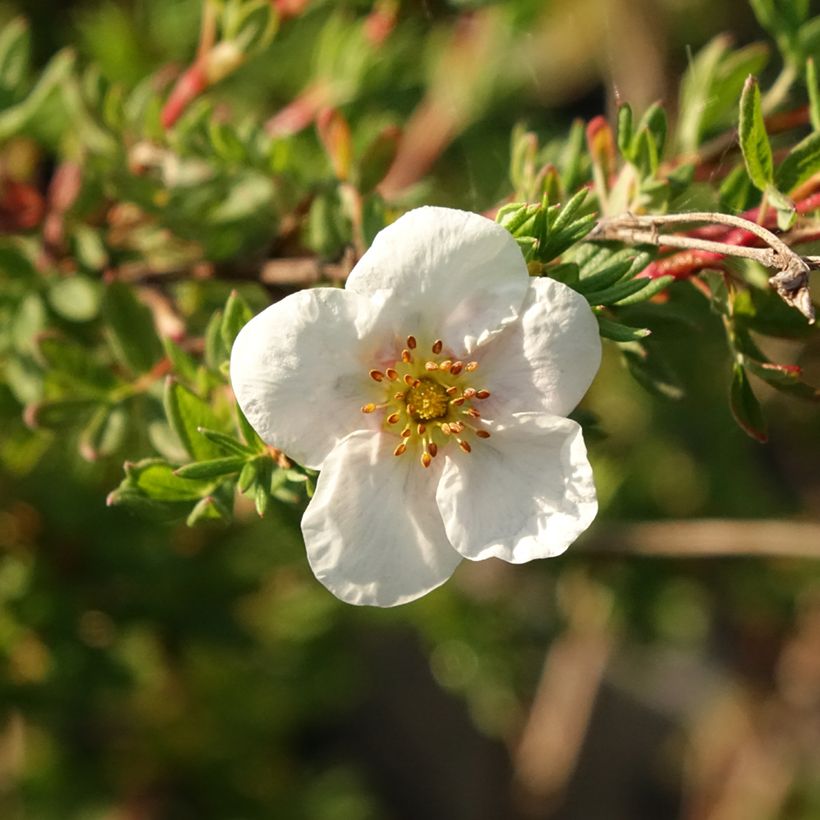 Potentilla fruticosa Princess Pink Queen - Shrubby Cinquefoil (Flowering)