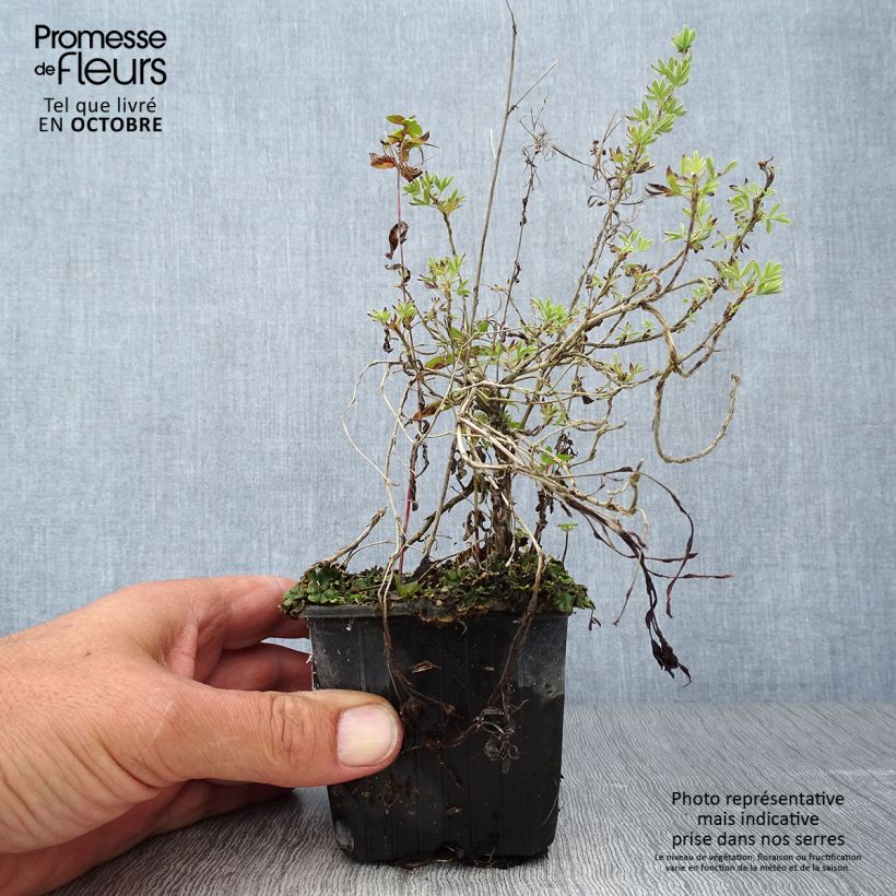 Potentilla fruticosa Red Ace en godet de 9cm - Potentille arbustive sample as delivered in autumn