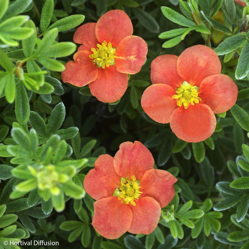 Potentilla fruticosa Redissima - Shrubby Cinquefoil (Flowering)