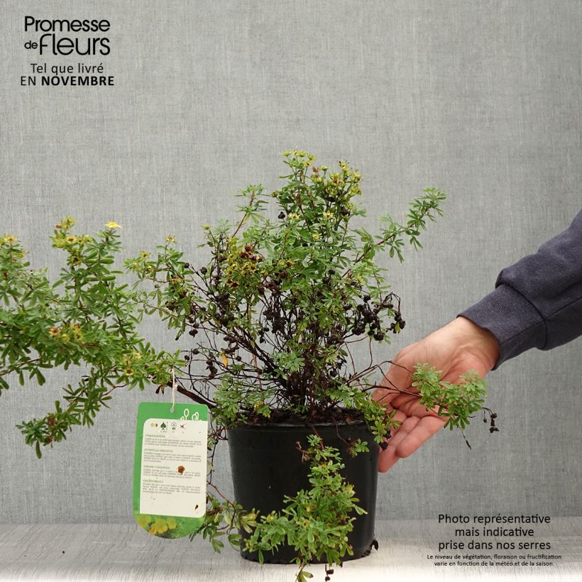Potentilla fruticosa Tangerine - Shrubby Cinquefoil 2L/3L pot sample as delivered in autumn