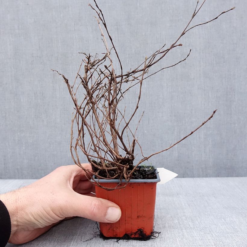 Potentilla fruticosa Tangerine - Shrubby Cinquefoil 8/9 cm pot sample as delivered in winter