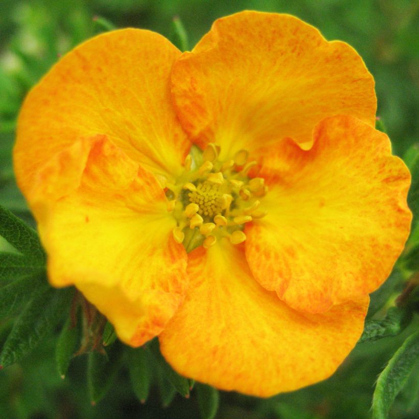 Potentilla fruticosa Tangerine - Shrubby Cinquefoil (Flowering)