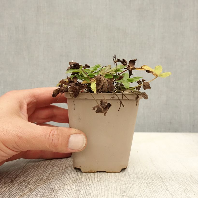Potentilla recta var. sulphurea - Cinquefoil 8/9 cm pot sample as delivered in autumn
