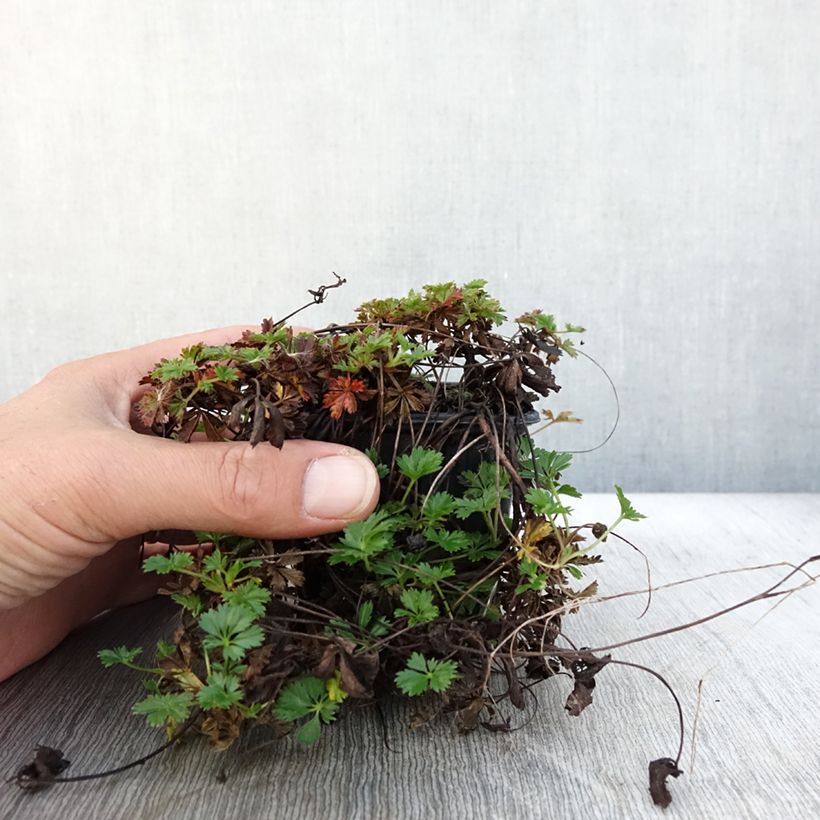 Potentilla verna - Potentille de printemps Godet de 8/9 cm sample as delivered in autumn