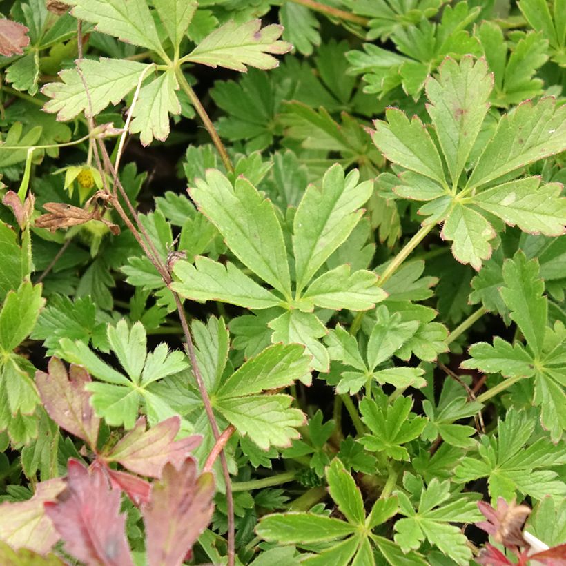 Potentilla verna - Cinquefoil (Foliage)