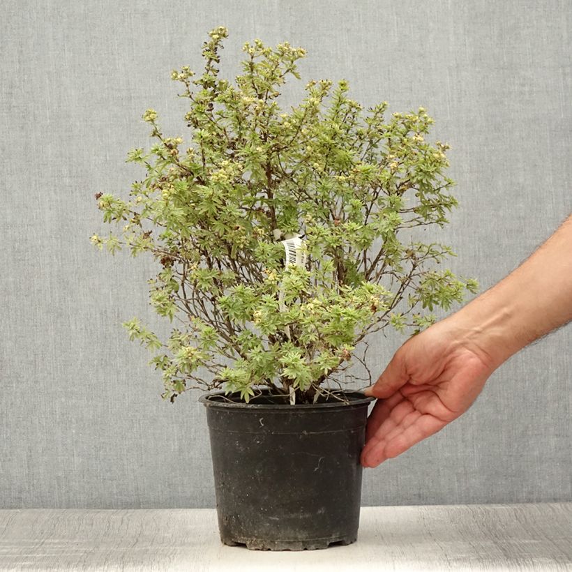 Potentilla fruticosa Bella Apple - Shrubby cinquefoil 2L/3L pot sample as delivered in summer