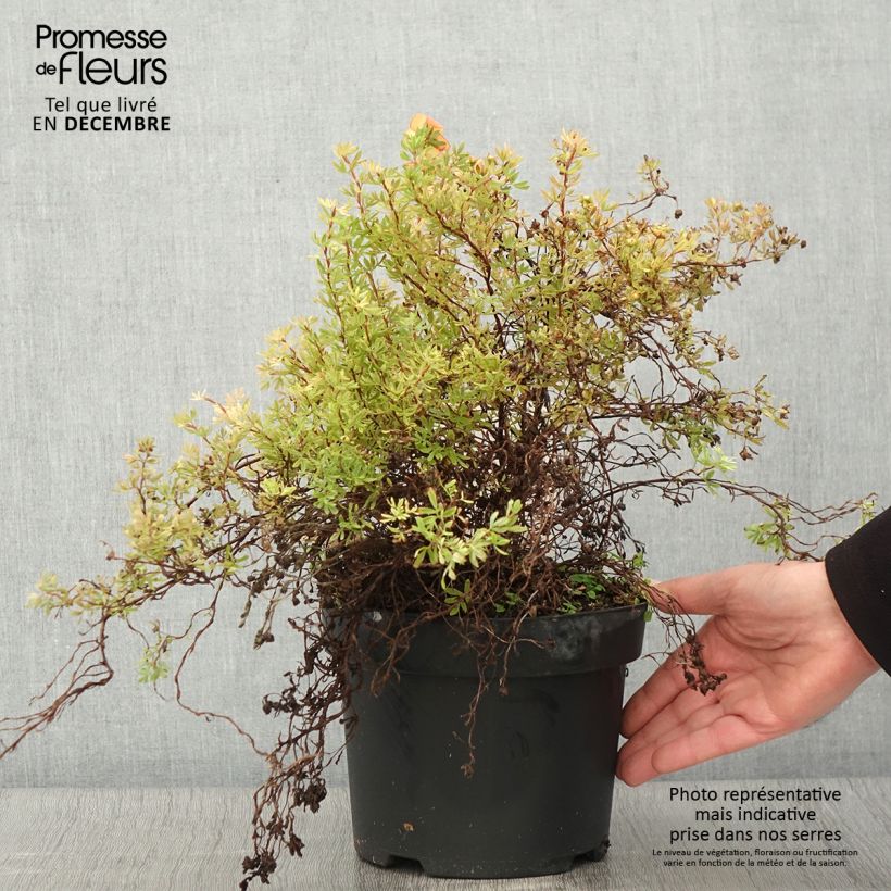 Potentille arbustive Bella Sol - Potentilla fruticosa Pot de 2L/3L sample as delivered in autumn