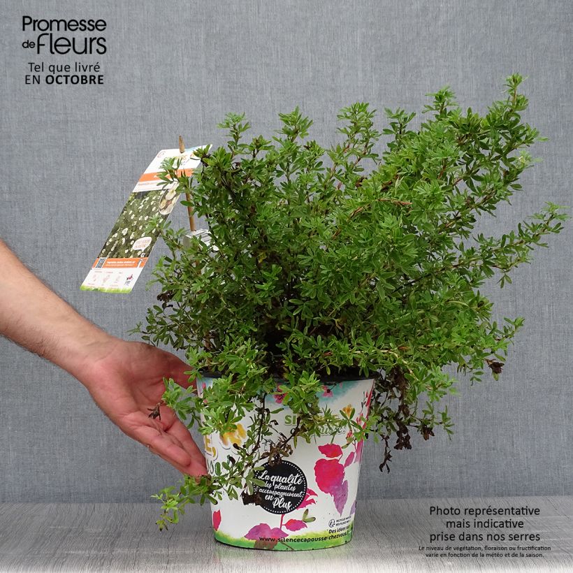 Potentille arbustive - Potentilla fruticosa Double Punch Cream Pot de 3L/4L sample as delivered in autumn