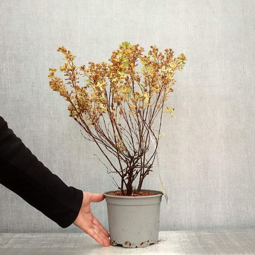 Potentilla fruticosa Double Punch Gold - Shrubby Cinquefoil 3L/4L pot sample as delivered in autumn