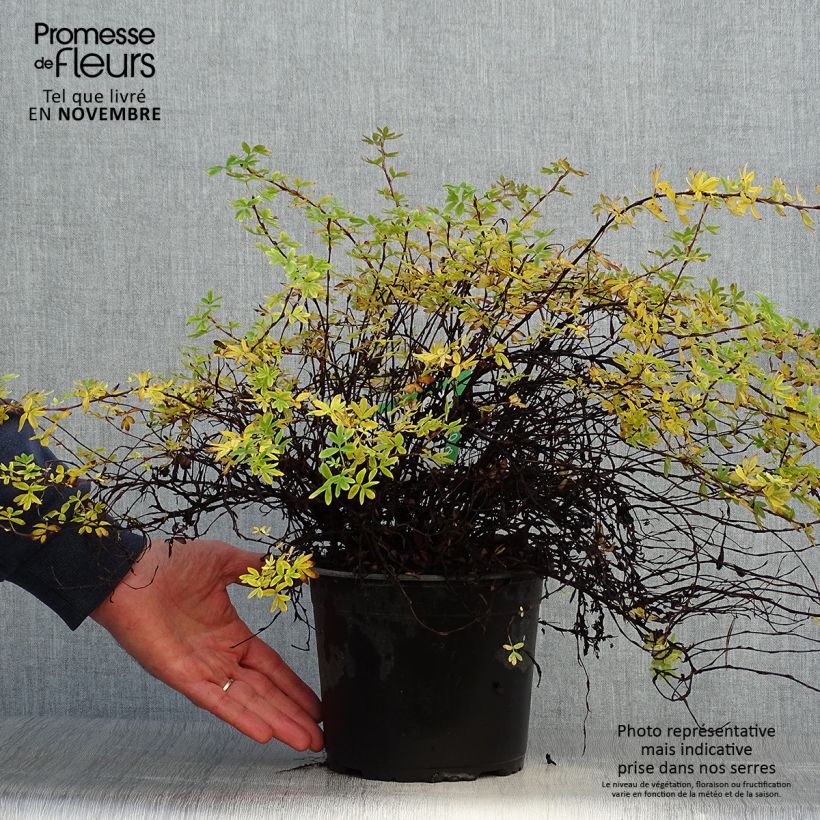 Potentille arbustive - Potentilla fruticosa Elisabeth en pot de 2L/3L sample as delivered in autumn