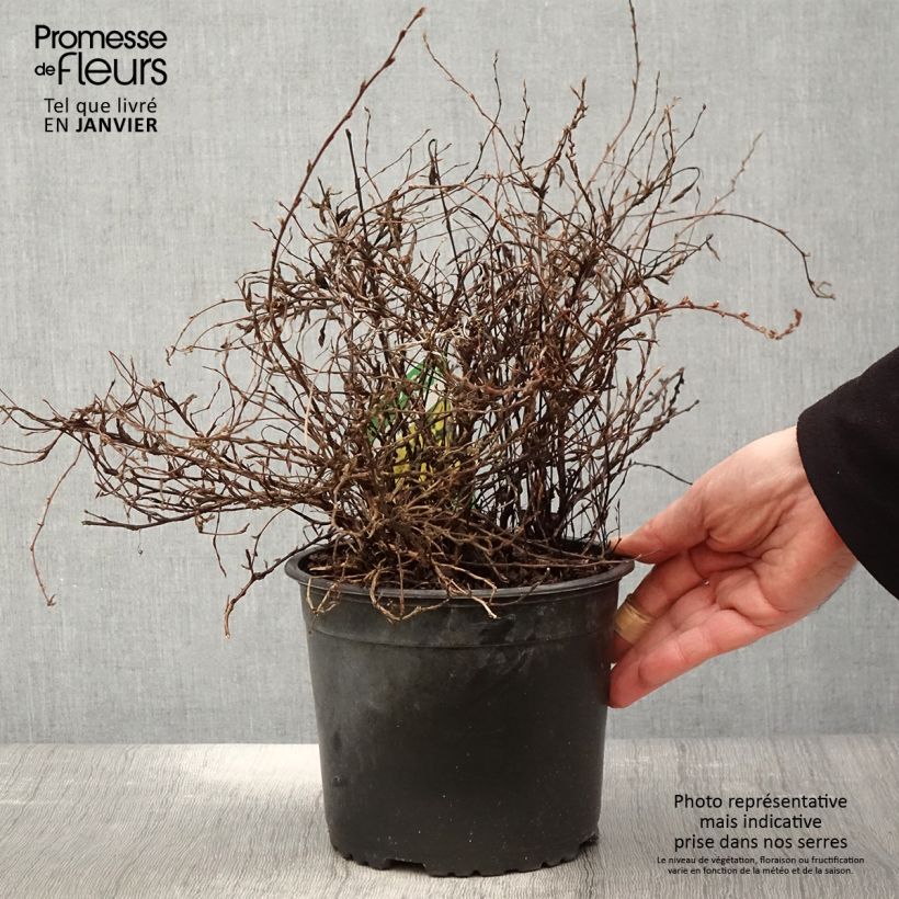 Potentille arbustive - Potentilla fruticosa Elisabeth en pot de 2L/3L sample as delivered in winter