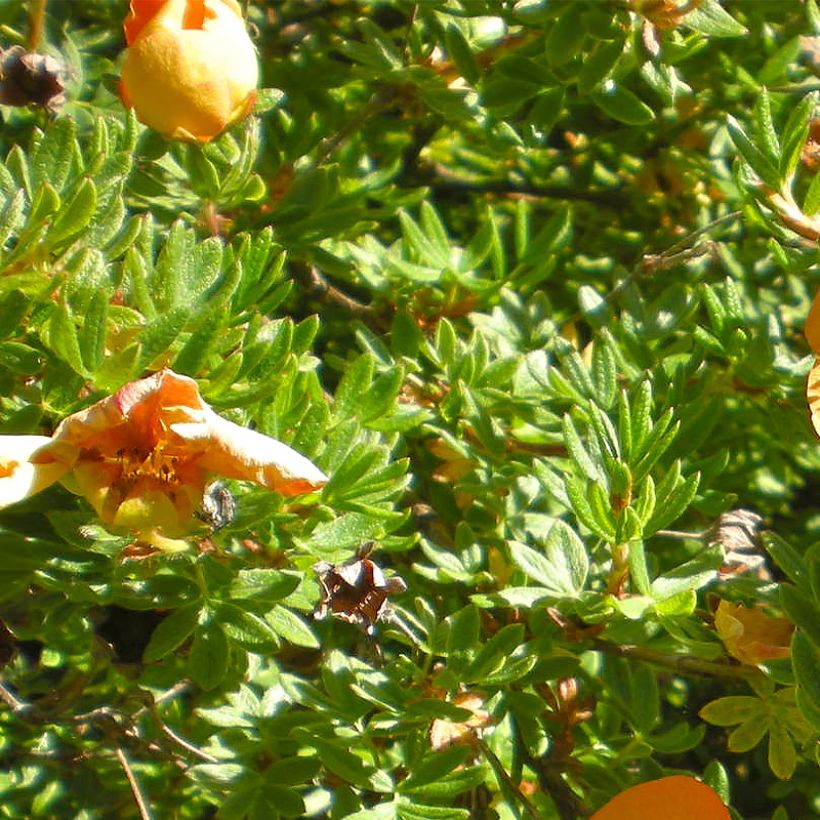 Potentilla fruticosa Solarissima - Shrubby Cinquefoil (Foliage)