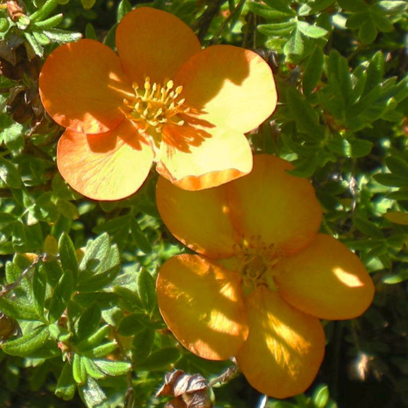 Potentilla fruticosa Solarissima - Shrubby Cinquefoil (Flowering)