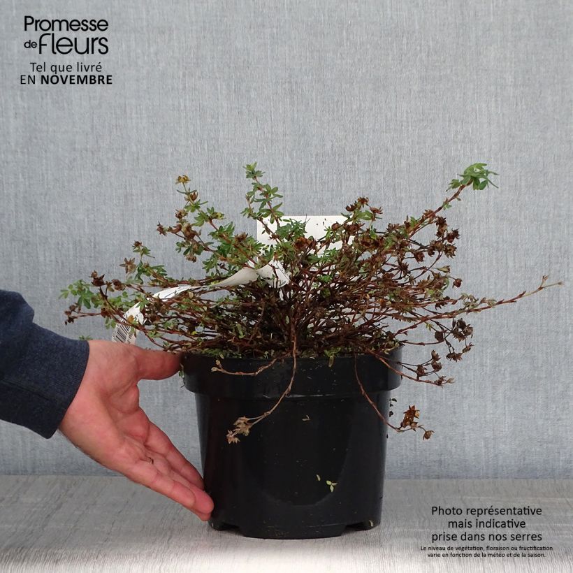 Potentille fruticosa Medicine Wheel Mountain Pot de 2L/3L sample as delivered in autumn