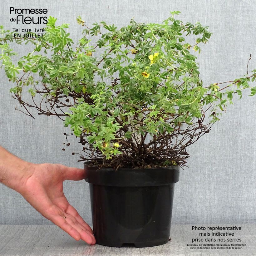 Potentilla fruticosa Medicine Wheel Mountain - Shrubby Cinquefoil 2L/3L potShipped height around 30/40cm sample as delivered in summer