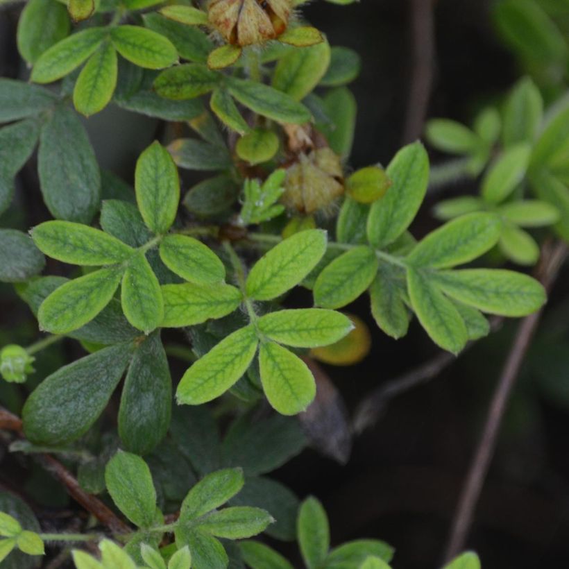 Potentilla fruticosa Primrose Beauty - Shrubby Cinquefoil (Foliage)