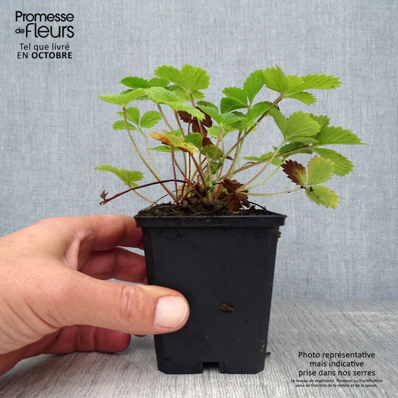 Potentille vivace - Potentilla Gibson s Scarlet Godet de 9cm sample as delivered in autumn