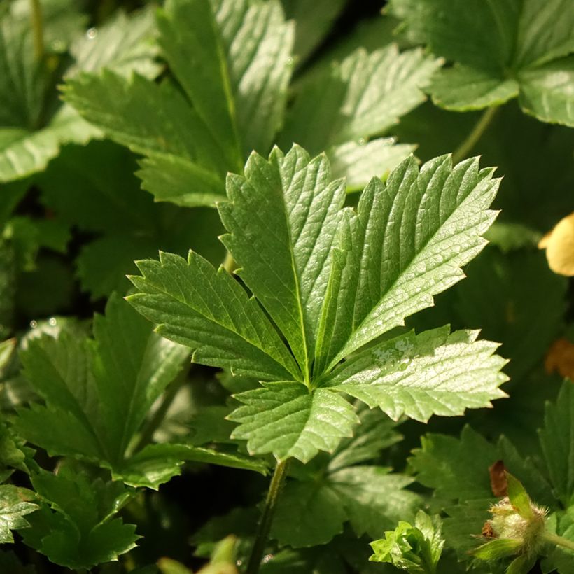 Potentilla x tonguei - Cinquefoil (Foliage)