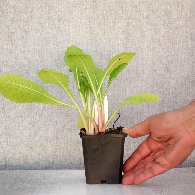 Primula pulverulenta - Mealy Primrose 8/9 cm pot sample as delivered in summer