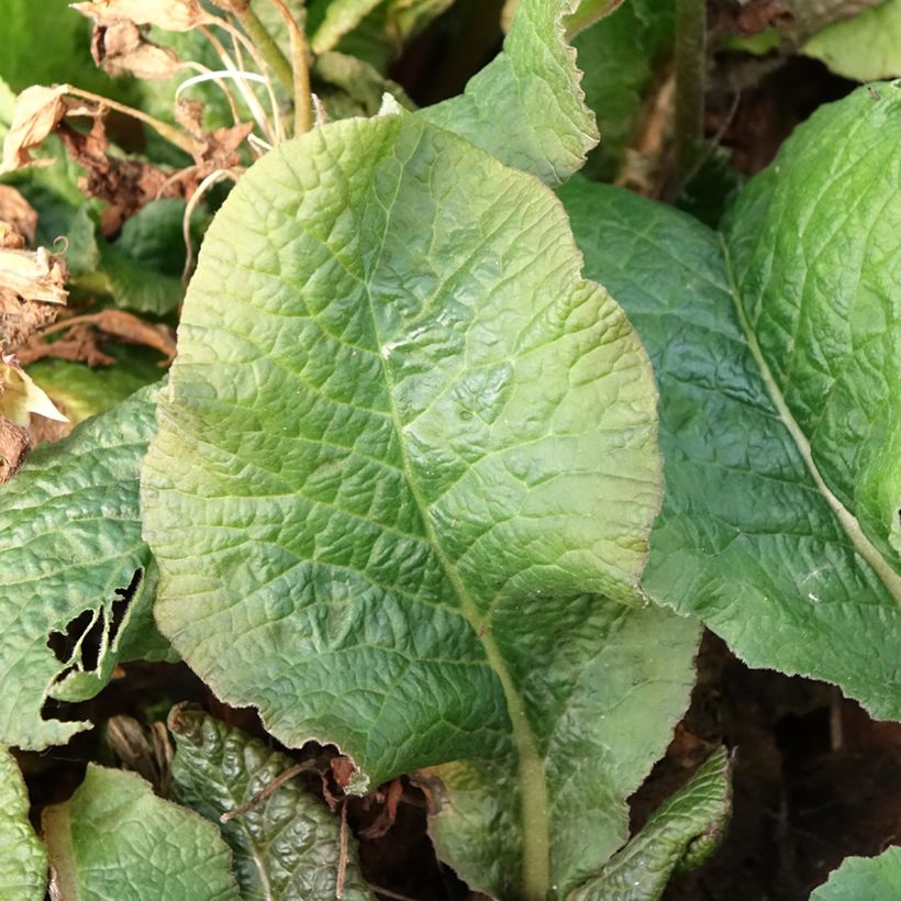 Primula eliator Veristar Yellow Gold - Oxlip (Foliage)