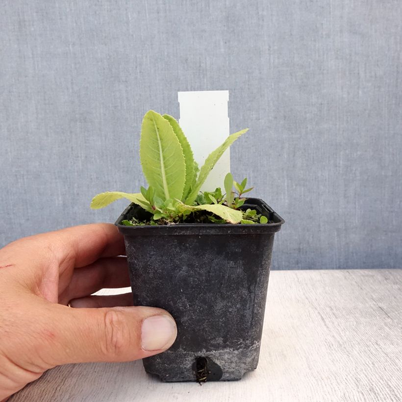 Primula denticulata Prom Lilac - Primrose 8/9 cm pot sample as delivered in summer