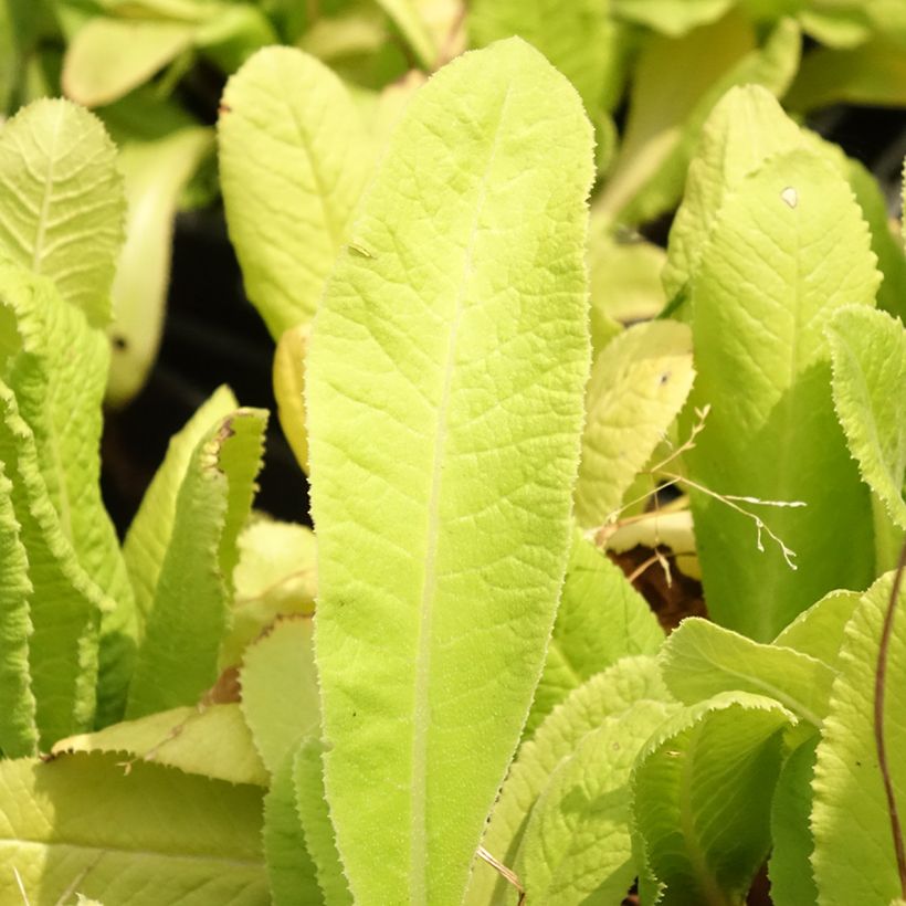 Primula denticulata Prom Lilac - Primrose (Foliage)