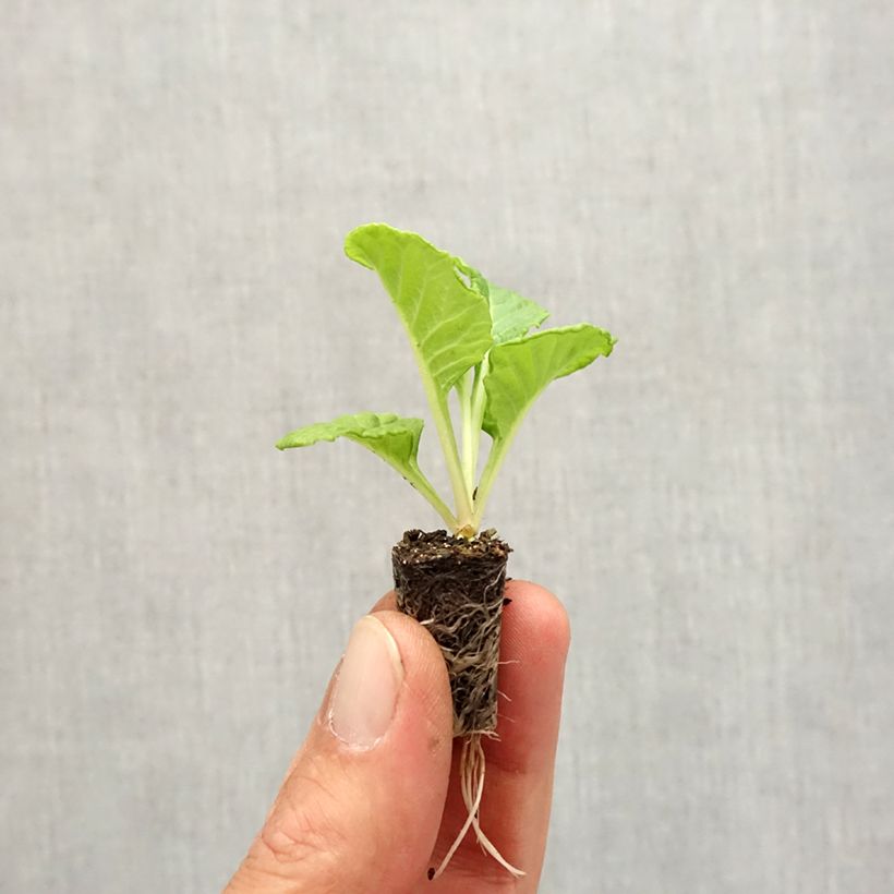 Primevère Rosebud F1 White - Primula vulgaris - Mini-motte Ø 1,5/2,5 cm sample as delivered in autumn