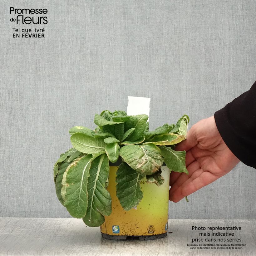 Primevère vulgaris Pot de 2L/3L sample as delivered in winter