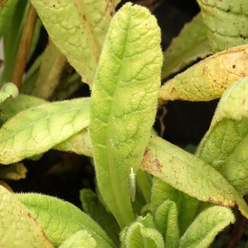 Primula vialii Alison Holland - Vial's Primrose (Foliage)