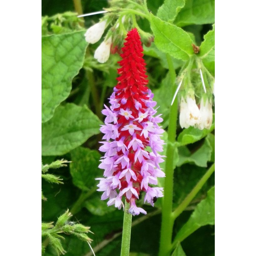 Primula vialii - Vial's Primrose (Flowering)