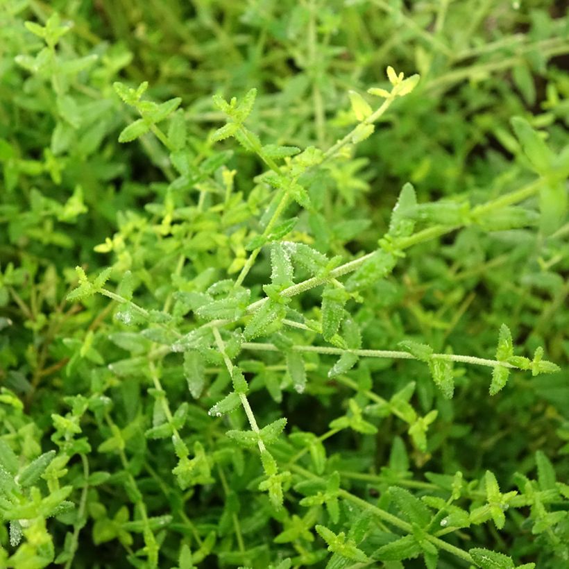 Prostanthera rotundifolia Rosetta (Foliage)