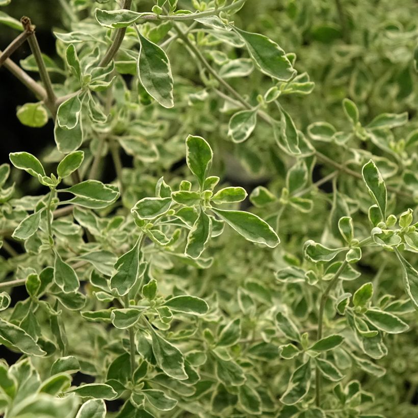 Prostanthera rotundifolia Variegata (Foliage)