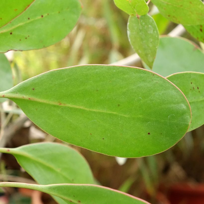 Protea cynaroides (Foliage)