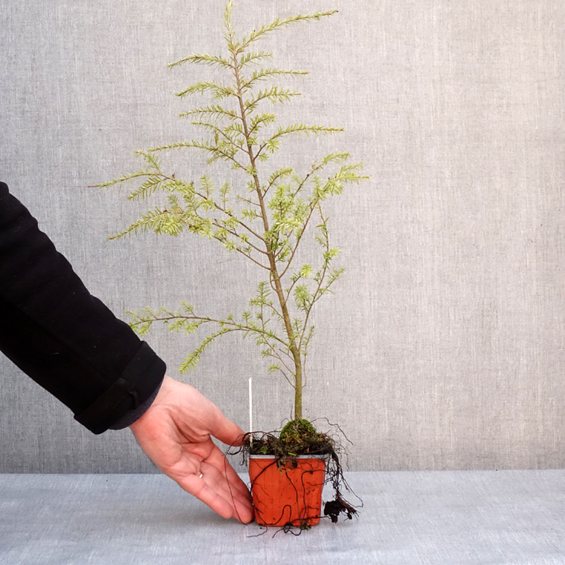 Tsuga heterophylla - Western Hemlock 8/9 cm pot sample as delivered in winter