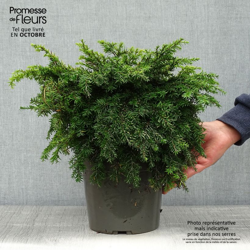 Pruche du Canada - Tsuga canadensis Nana - Pot de 4L/5L sample as delivered in autumn