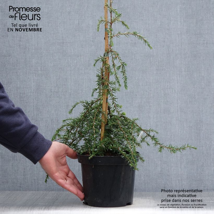 Pruche du Canada - Tsuga canadensis Pendula Pot de 2L/3L sample as delivered in autumn