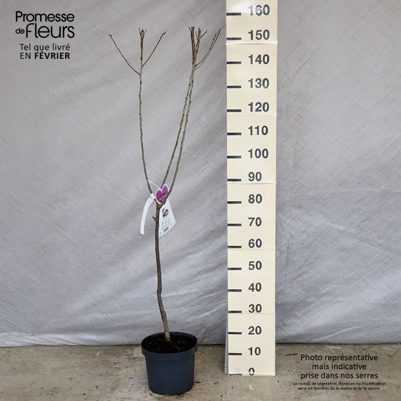 Prunus domestica Hauszwetsche - Common plum sample as delivered in winter