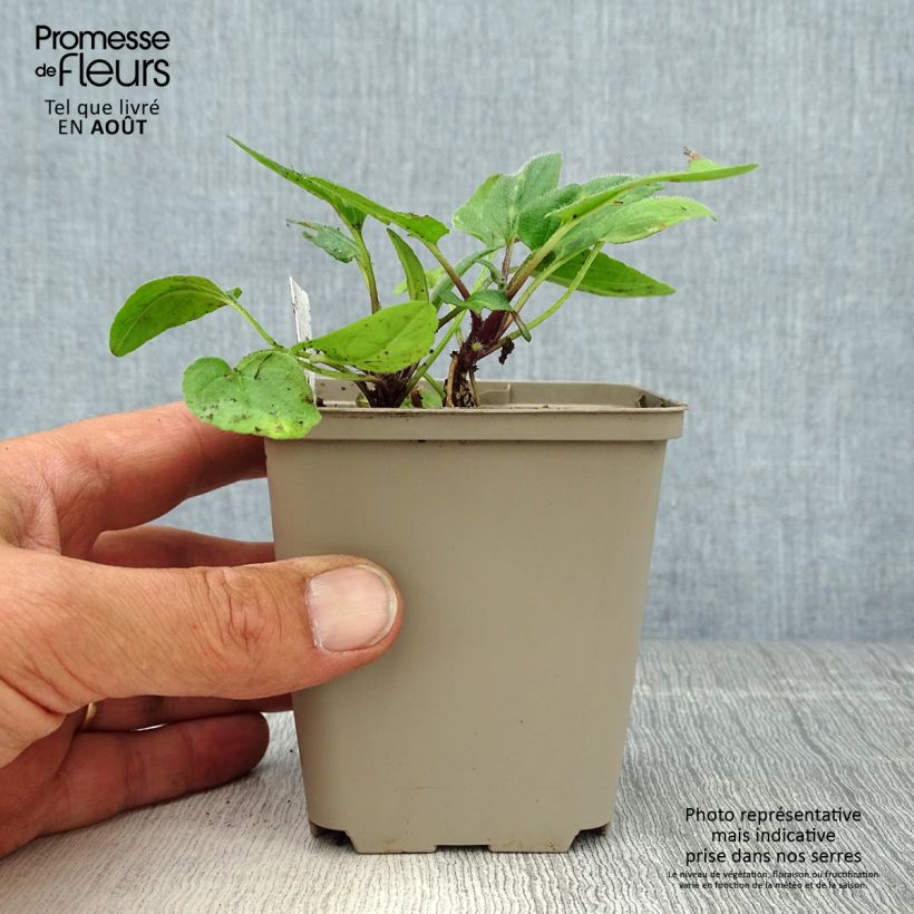 Prunella grandiflora Altenberg Rosa - Self-heal 8/9 cm pot sample as delivered in summer