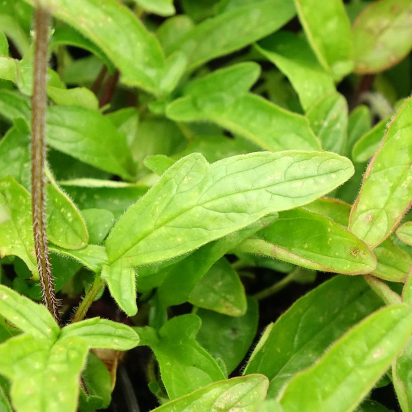 Prunella grandiflora Altenberg Rosa - Self-heal (Foliage)