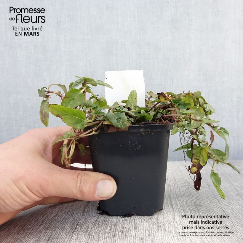 Prunella vulgaris - Self-heal sample as delivered in spring