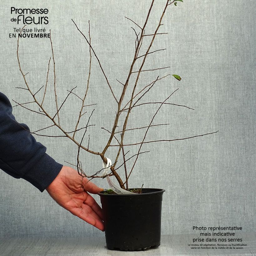 Prunellier - Prunus spinosa en pot de 2L. sample as delivered in autumn