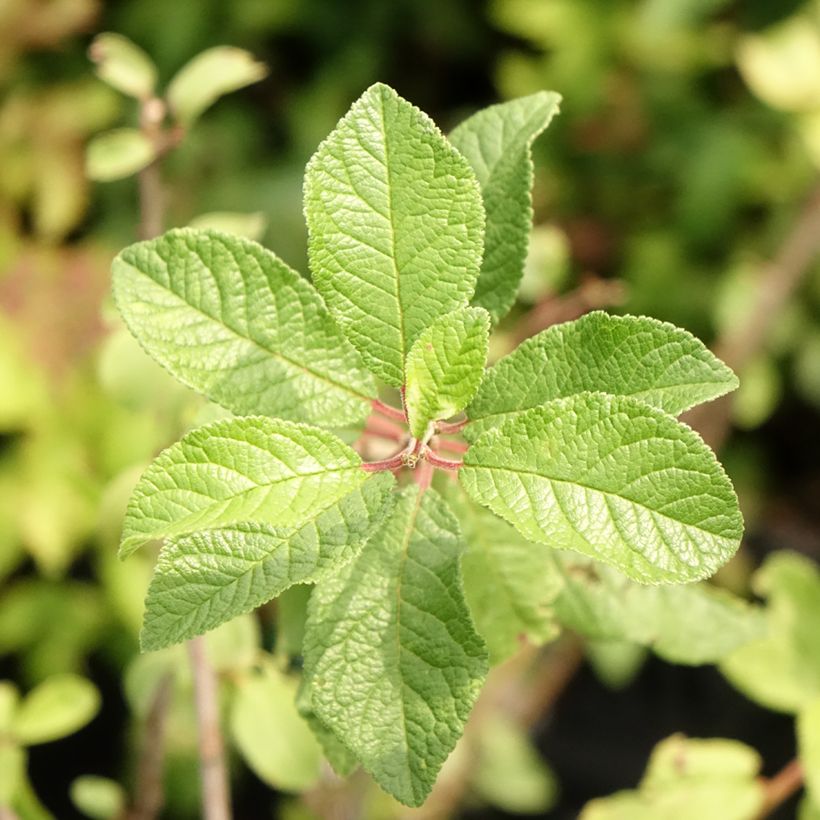 Prunus spinosa - Blackthorn (Foliage)