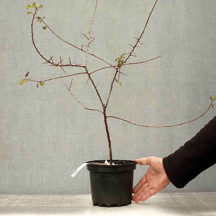 Prunus spinosa - Blackthorn 3L/4L pot sample as delivered in autumn