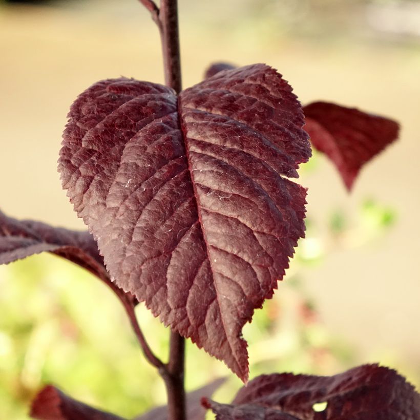 Prunus cerasifera Nigra (Atropurpurea)  (Foliage)