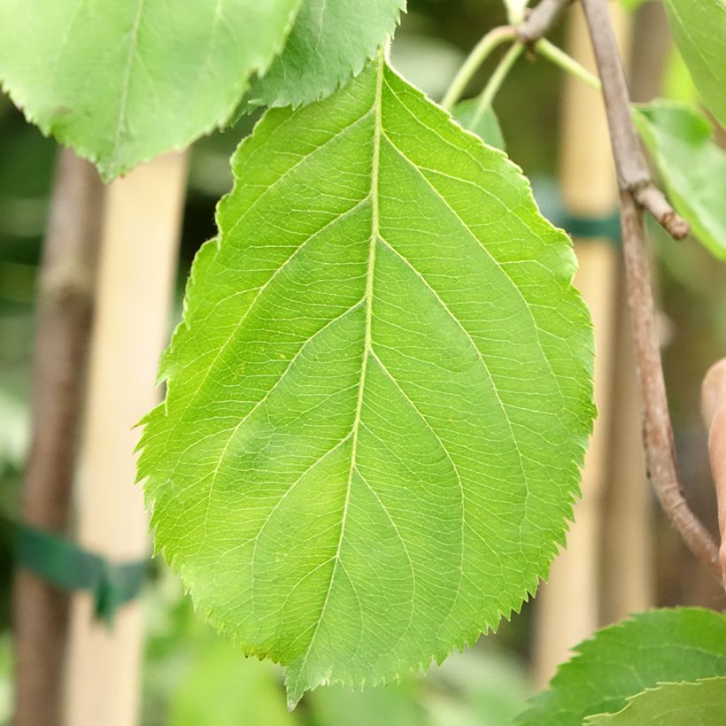 Prunus domestica Altesse Double - Common plum (Foliage)