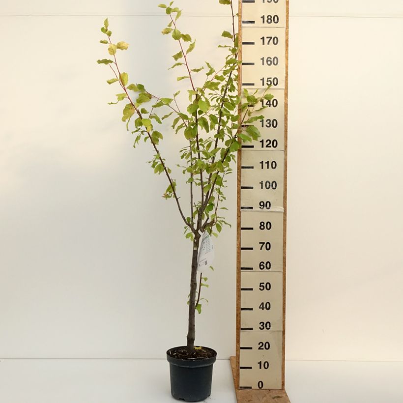 Prunus domestica Altesse Double - Common plum 7.5L/10L pot, Goblet sample as delivered in summer