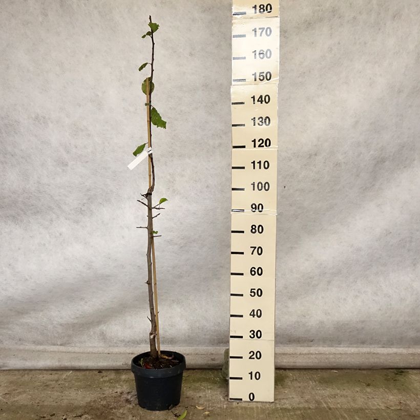 Prunus domestica Quetsche toronto - Common plum 6L/7L pot, Columnar sample as delivered in autumn