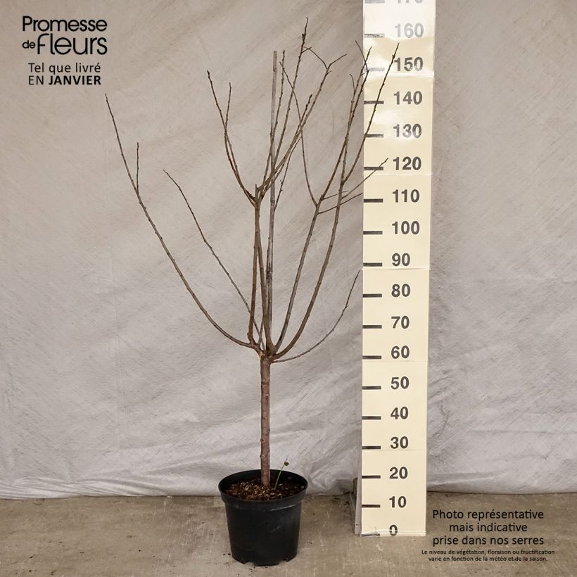 Prunus domestica Mr. Hâtif - Common plum sample as delivered in winter